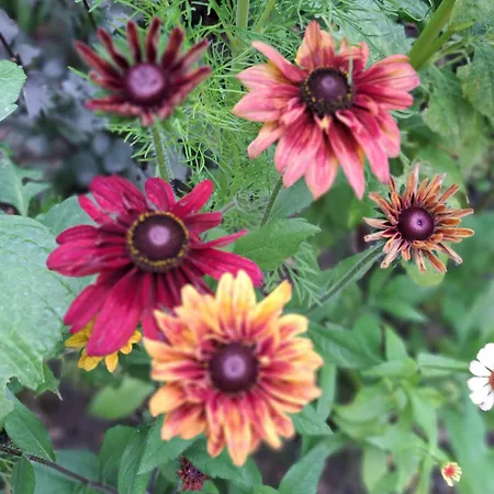 木屋 Het Goudhaantje 埃姆斯特