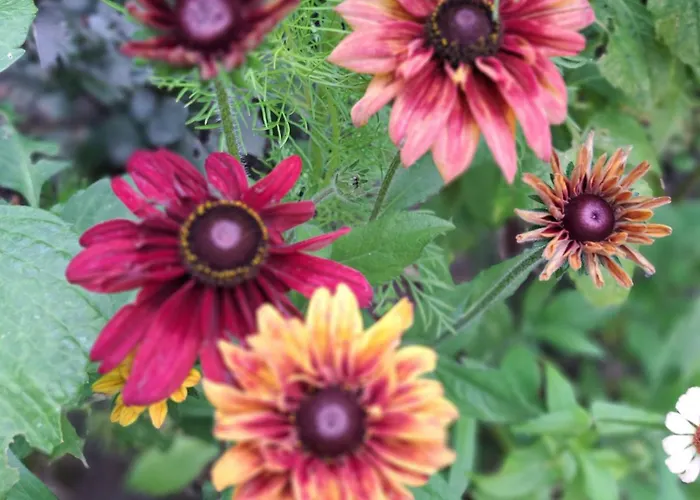 木屋 Het Goudhaantje 埃姆斯特